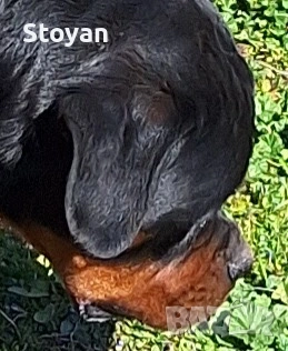 Продавам мъжки ротвайлер 