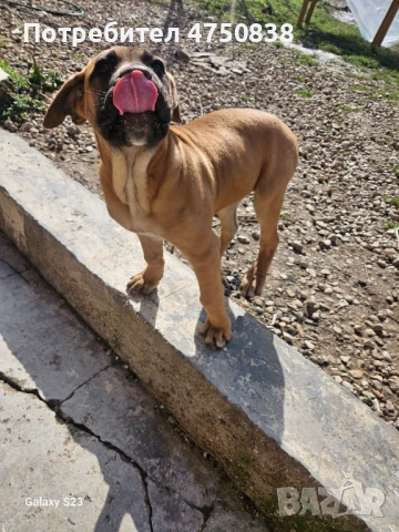 Продавам кане корсо на 3 месеца има ваксини ще напусна бг и за това го продавам, снимка 2 - Кане корсо - 53655236