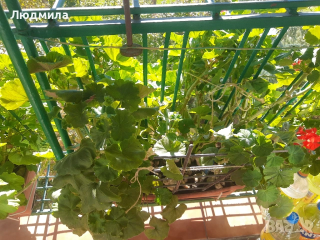 Мушкато,много богати,големи сандъчета с над 10 корена,последни бройки., снимка 7 - Стайни растения - 52235443