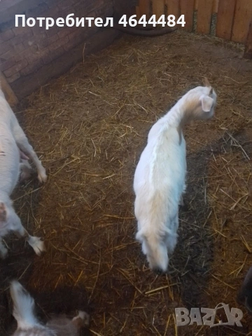 Млечна коза, снимка 2 - Кози - 53729757