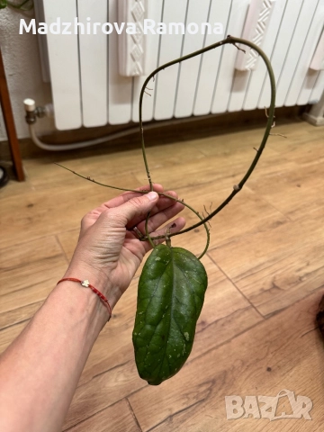 Hoya cv .elephant 