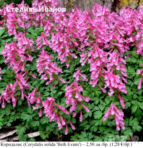 Коридалис (Corydalis solida 'Beth Evans') – грудки