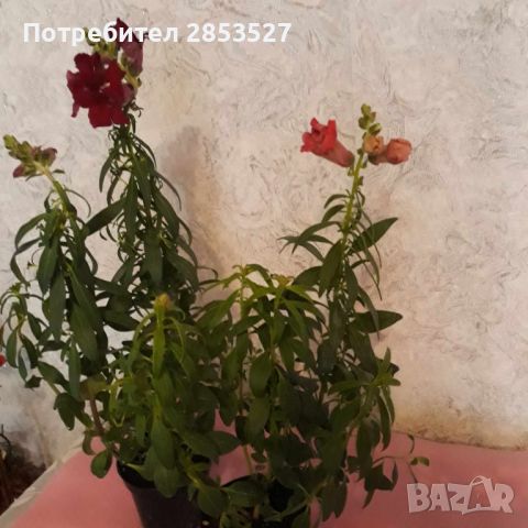 Комплект цветя /кученца, снимка 1 - Градински цветя и растения - 45779117