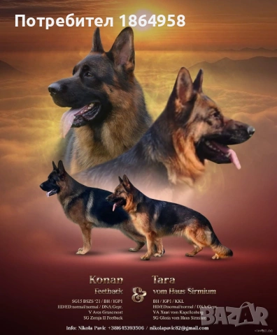 Женски Немски Овчарки ДОСТАВКА