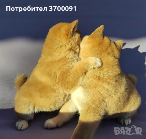 шиба ину / shiba iny , снимка 3 - Шиба ину - 48669550