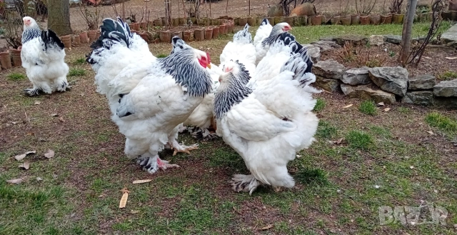 Яйца от колумбийска брама, снимка 2 - други­ - 53701995