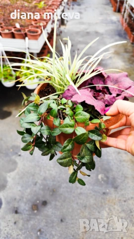 Аранжировка от вечнозелени и студоустойчиви растения за сянка!!!, снимка 4 - Градински цветя и растения - 53277328