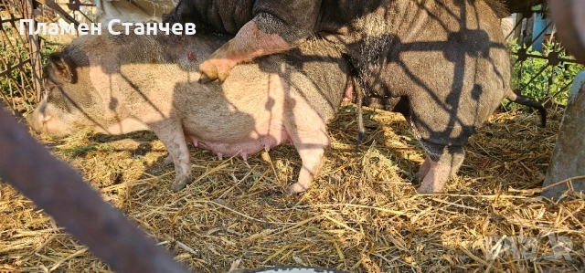 виетнамски прасета прасенца, снимка 5 - Плюшени играчки - 51588207