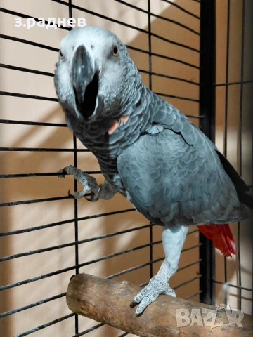 Мъжко кралско жако, снимка 4 - Папагали - 53627442