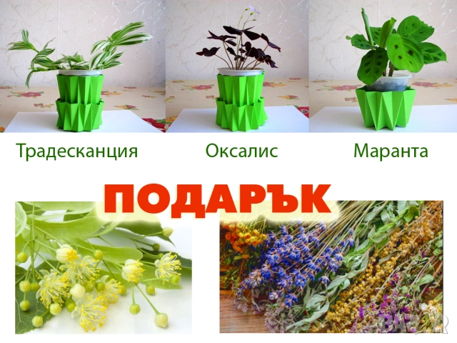 Лечебно каланхое 2-3 годишни растения + подарък цвете или билки, снимка 3 - Стайни растения - 52377803