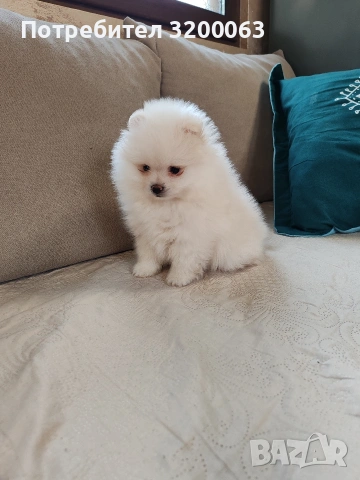 Померанче мъжко 