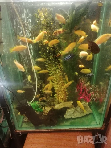 Продавам два аквариума на метална стойка, цихлиди подарък. , снимка 5 - Аквариуми - 50853518