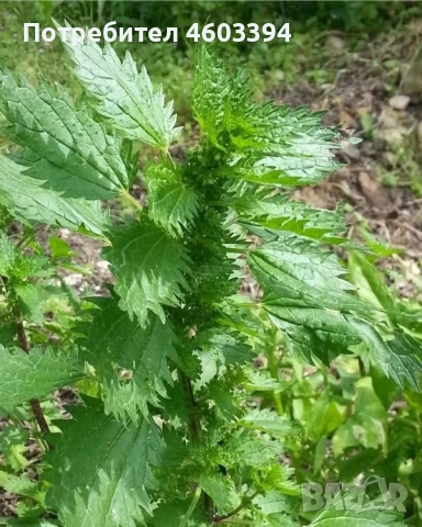 Прясна и сушена коприва от нашето село