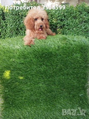 Той Пудел , снимка 1