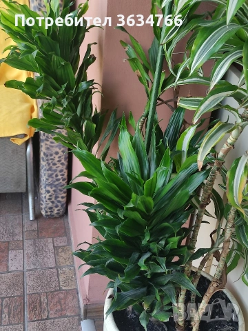 Продавам две драцени ., снимка 3 - Стайни растения - 54214379