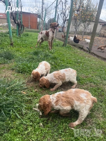 Бретон шпаньоли