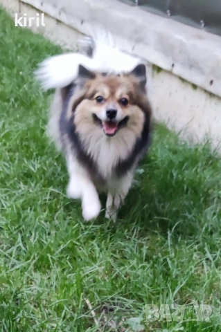 Хотел за кучета - Игри на воля , снимка 12 - Други услуги - 52645884