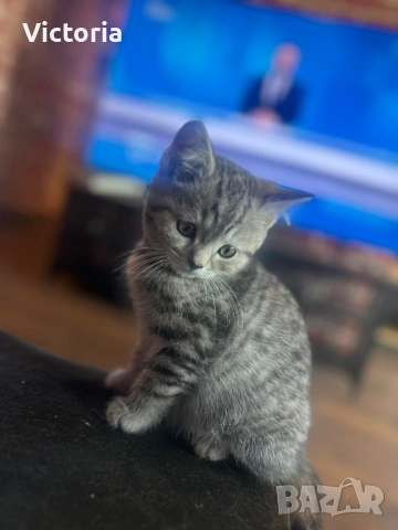 британски котета, снимка 9 - Британска късокосместа - 53887530