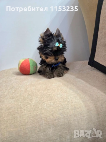 йоркширски териер