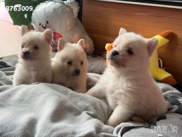 Померанчета , снимка 2 - Померан - 54235696