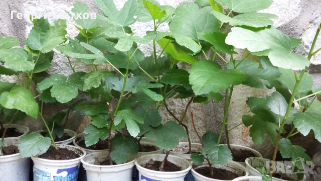 Смокини сорт Бяла Кадота., снимка 3 - Градински цветя и растения - 40184578