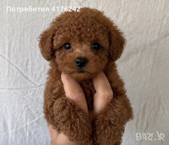 Пуделчета,той.