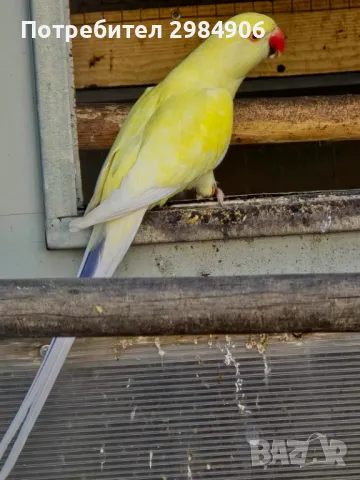 малък александър , ПРОМОЦИЯ, снимка 12 - Папагали - 41350586
