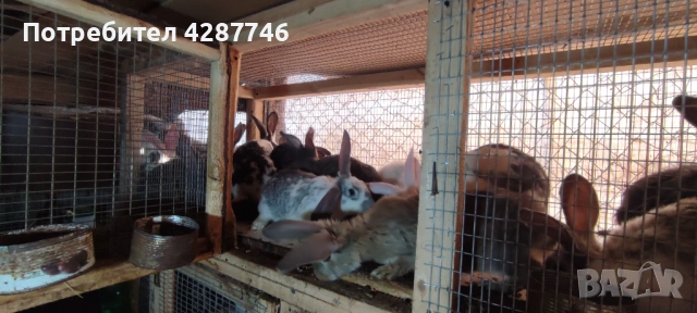 Продавам зайци порода пеперуда на 4 месеца , снимка 2 - Други - 53711480