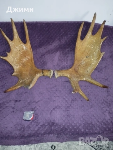 голям лос, снимка 2 - Антикварни и старинни предмети - 53622617