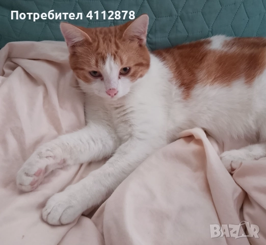 Домашно коте, мъжко 6м., с породисти родители, снимка 4 - Британска късокосместа - 52861187