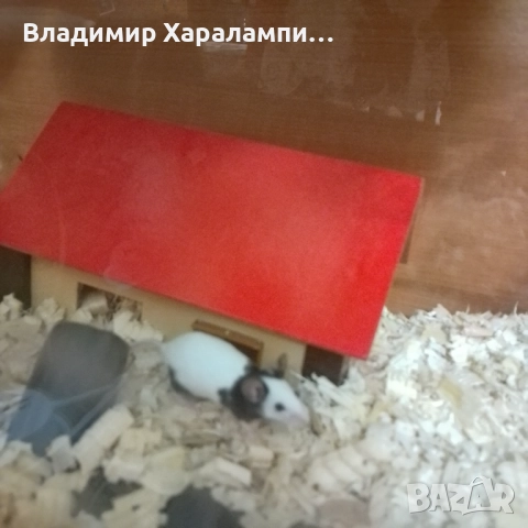 Подарявам китайски мишки панди, снимка 5 - Хамстери - 52458697