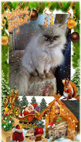 Ваксинирани персийски дългокосмести котки с ЕС паспорти,микрочипирани! , снимка 16 - Персийска - 45572562