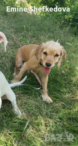 Кокер шпаньол, снимка 1