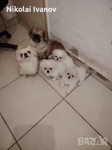 Бели пекинезчета на 60 дни , снимка 6 - Пекинез - 53741692