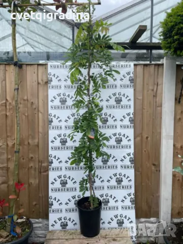 Wisteria Geisha (Вистерия Гейша, снимка 2 - Градински цветя и растения - 49796557