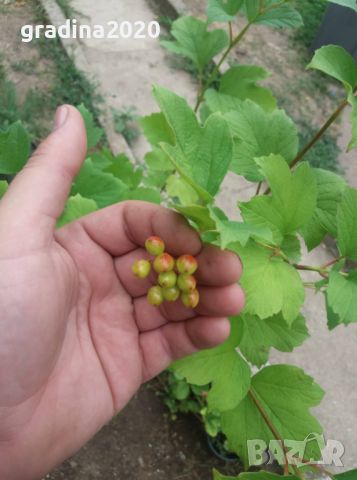 Червена калина (viburnum opulus), снимка 2 - Градински цветя и растения - 27628413