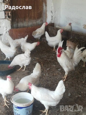 Легхорн за яйца млади кокошки, петли, снимка 1