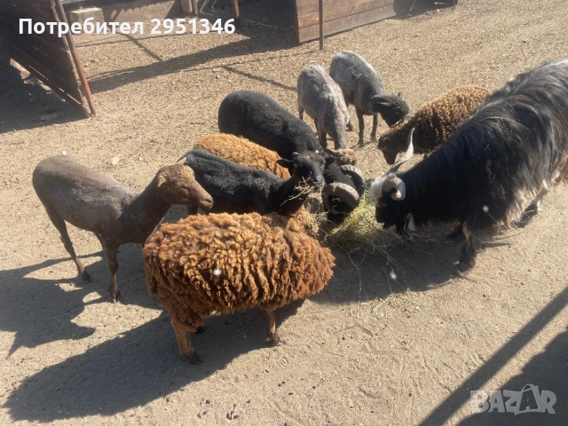 Декоративни холандски шилета / овце