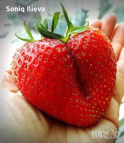 продавам разсад ягоди и малини , снимка 11 - Разсади - 53905722