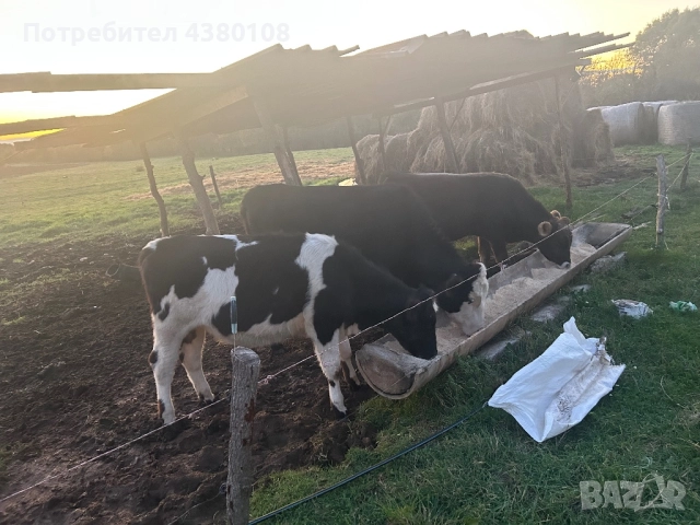 Телета 9женски 2мъжки само купно , снимка 2 - Крави - 52366112