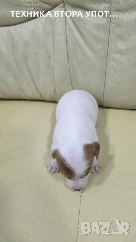 джак ръсел териер на 25 дена 