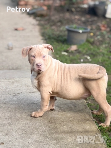 Американско були