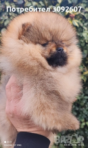 Померан момче , снимка 4 - Померан - 53697918