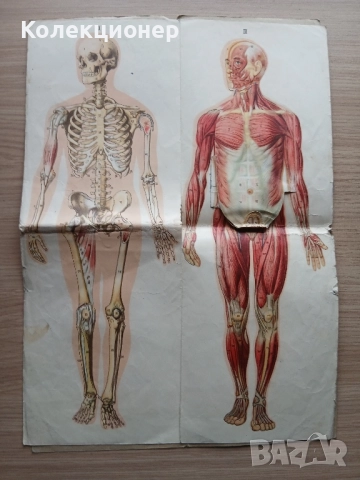 Анатомичен модел, фотоиздателство "Георги Пасков" , снимка 3 - Ученически пособия, канцеларски материали - 51875646