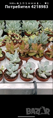 Мини Сукуленти и Мини Кактуси, снимка 3 - Други - 51505770