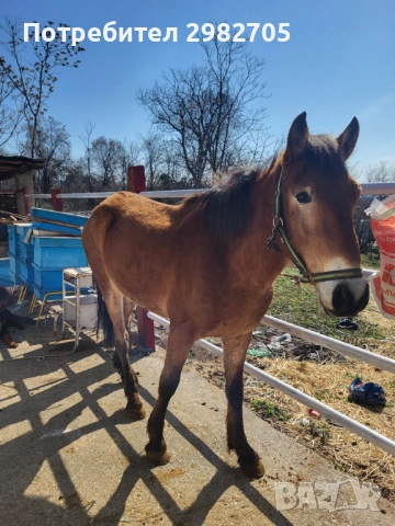 Продажба на кон 2 г, снимка 3 - Коне - 53844214
