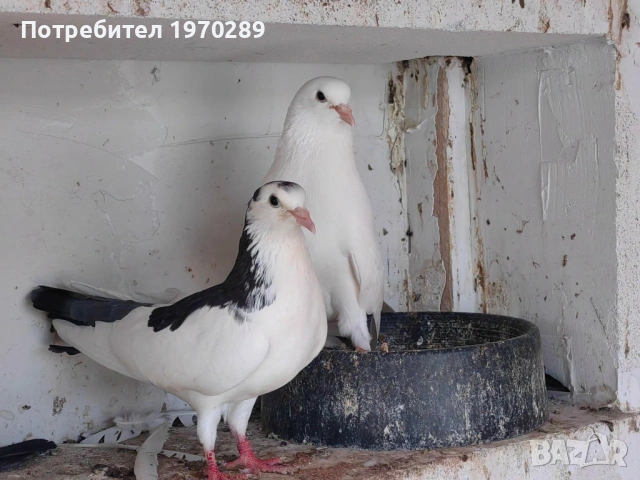 Пазарджишки, снимка 5 - Гълъби - 54045726