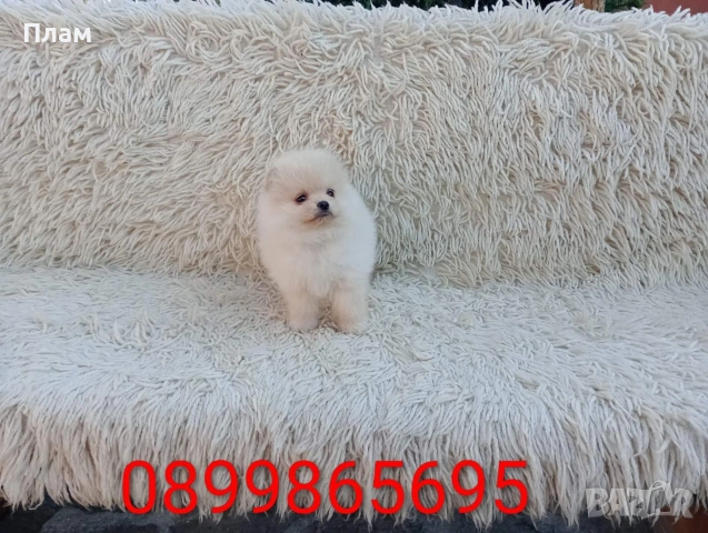 Померани.Реални снимки от 06.04.26 г. 