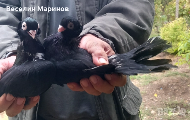 Продавам шуменски гълъби , снимка 9 - Гълъби - 52011901