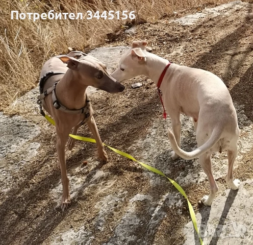 Левретка - Италианска хрътка, снимка 9 - Гонче - 53114867